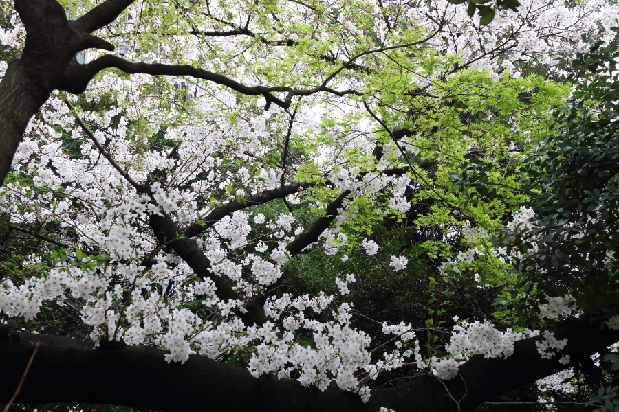 圧倒的桜。平成FINAL_b0190710_00342860.jpg