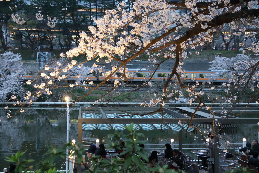 圧倒的桜。平成FINAL_b0190710_00342874.jpg