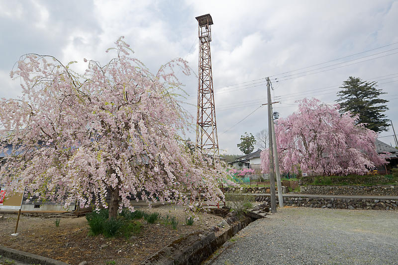 桜巡り2019@京北 上中公民館_f0032011_19450508.jpg