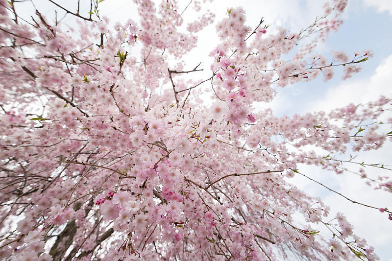 桜巡り2019@京北 上中公民館_f0032011_19450532.jpg