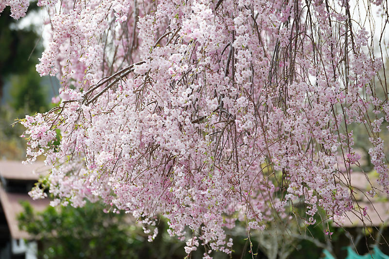 桜巡り2019@京北 上中公民館_f0032011_19450564.jpg