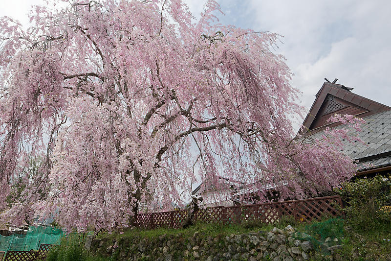 桜巡り2019@京北 上中公民館_f0032011_19450588.jpg