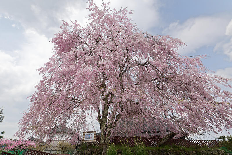 桜巡り2019@京北 上中公民館_f0032011_19454739.jpg
