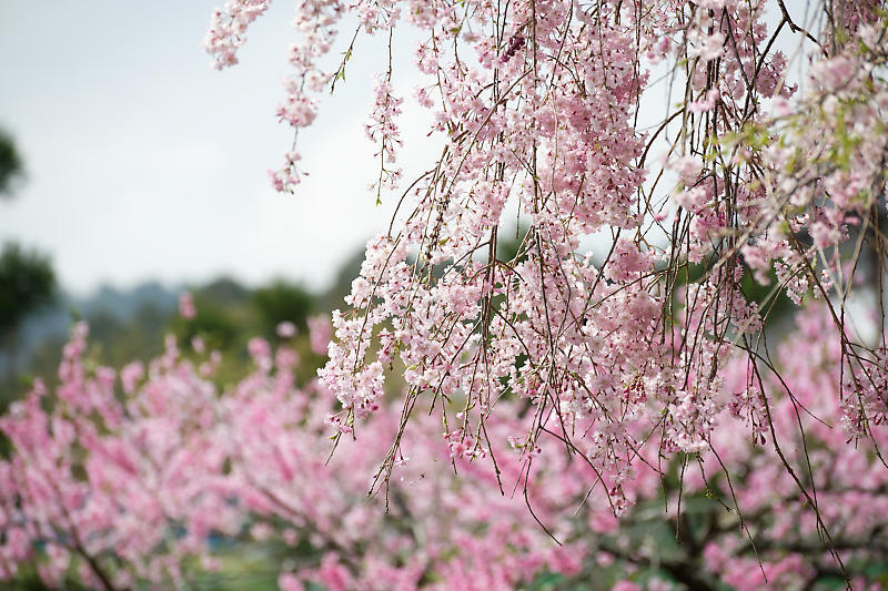 桜巡り2019@京北 上中公民館_f0032011_19471576.jpg