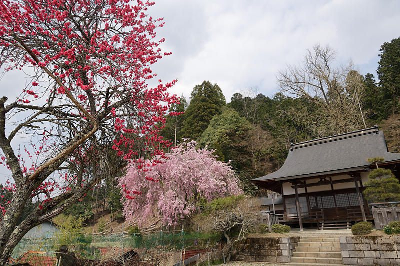 桜巡り2019@京北 上中公民館_f0032011_19473917.jpg