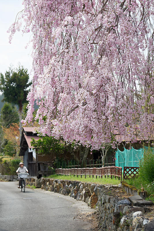 桜巡り2019@京北 上中公民館_f0032011_19473919.jpg