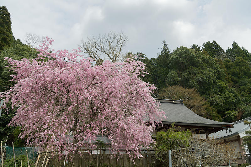 桜巡り2019@京北 上中公民館_f0032011_19474047.jpg