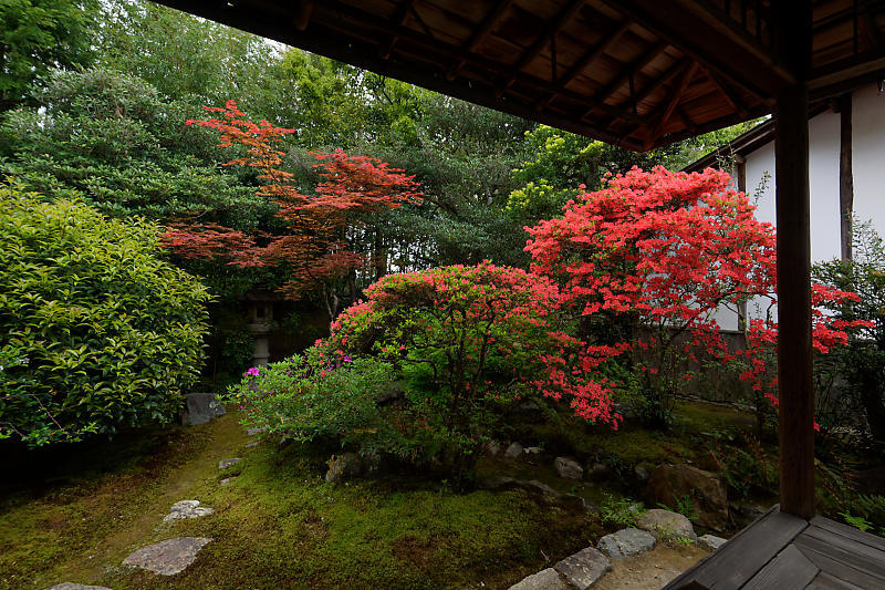 初夏の花巡り・霧島躑躅@妙心寺 大雄院_f0032011_21413373.jpg
