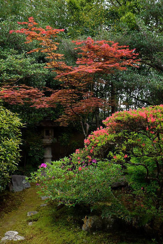 初夏の花巡り・霧島躑躅@妙心寺 大雄院_f0032011_21451261.jpg