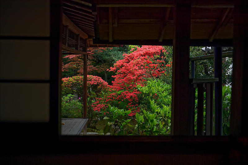 初夏の花巡り・霧島躑躅@妙心寺 大雄院_f0032011_21451289.jpg