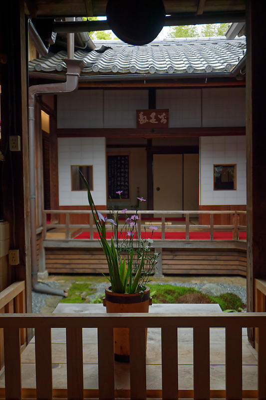 初夏の花巡り・霧島躑躅@妙心寺 大雄院_f0032011_21451319.jpg