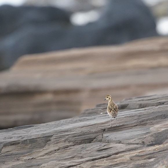 続三宅島探鳥記　　　ダイゼン　　伊豆岬_d0346713_09521996.jpg