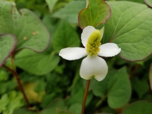 初夏の糺の森を想った　能「加茂」＆狂言「文荷」_e0016828_10114271.jpg