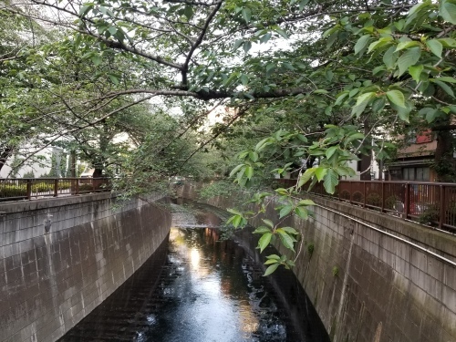 初夏の糺の森を想った　能「加茂」＆狂言「文荷」_e0016828_10134589.jpg