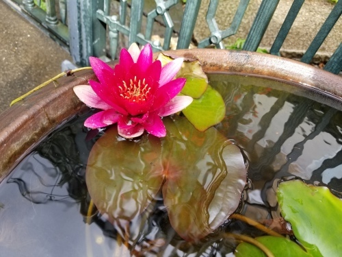 初夏の糺の森を想った　能「加茂」＆狂言「文荷」_e0016828_10144218.jpg