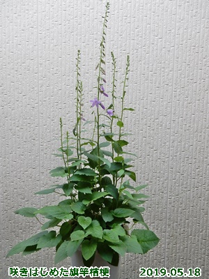 e0033229_173147.jpg