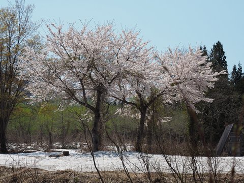 肘折温泉・羽賀だんご店_b0042334_11213749.jpg