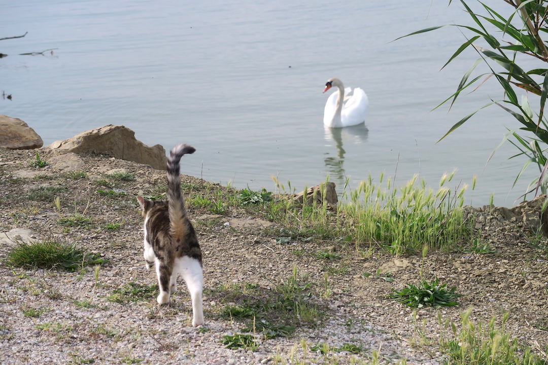 猫と白鳥とトラジメーノ湖 イタリア写真草子 猫と白鳥とトラジメーノ湖 イタリア写真草子