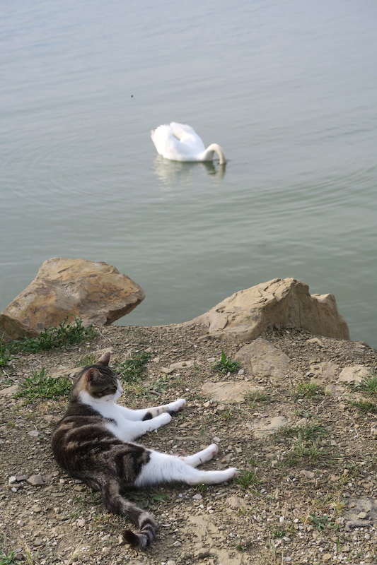 猫と白鳥とトラジメーノ湖 イタリア写真草子 猫と白鳥とトラジメーノ湖 イタリア写真草子