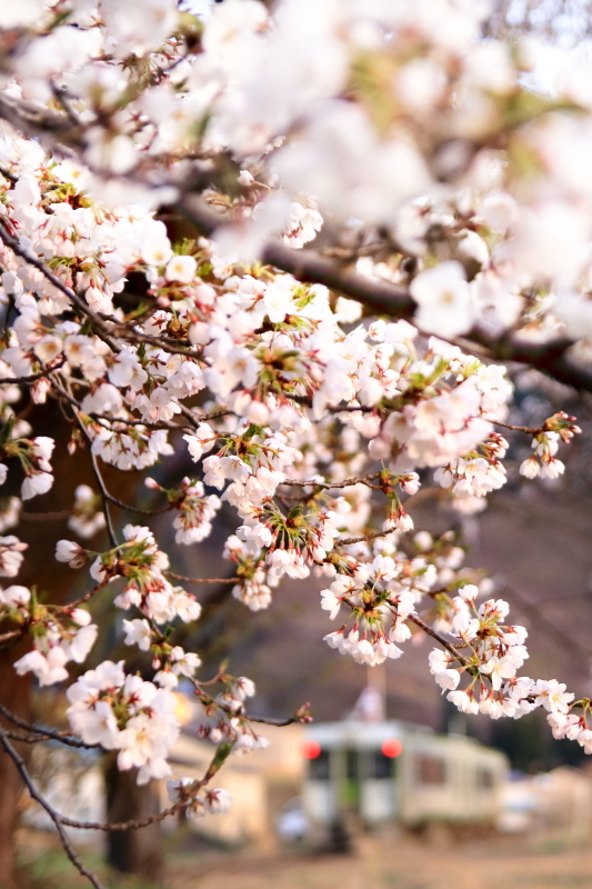 花輪線の春～桜風景～_f0383538_01551645.jpg