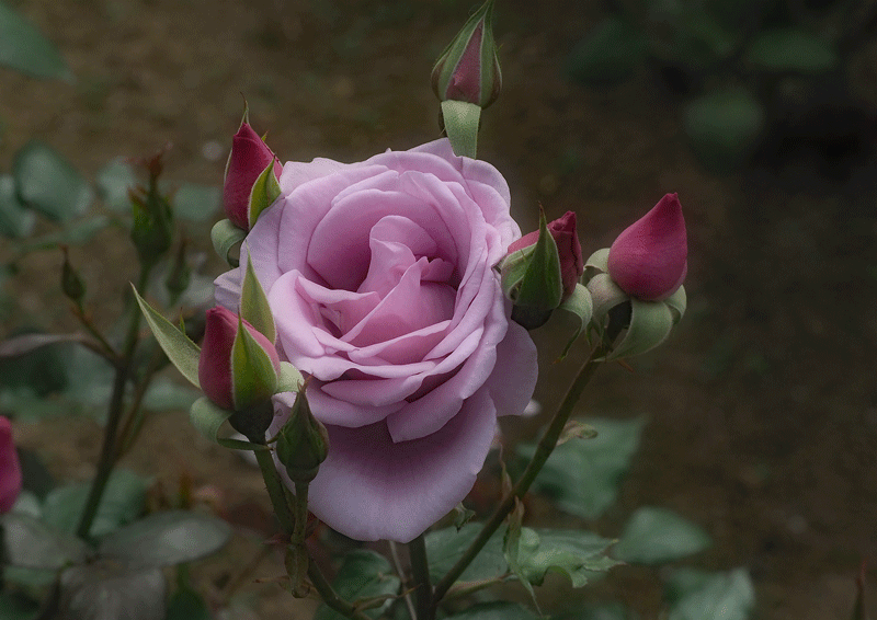 d0290240_03495339.gif