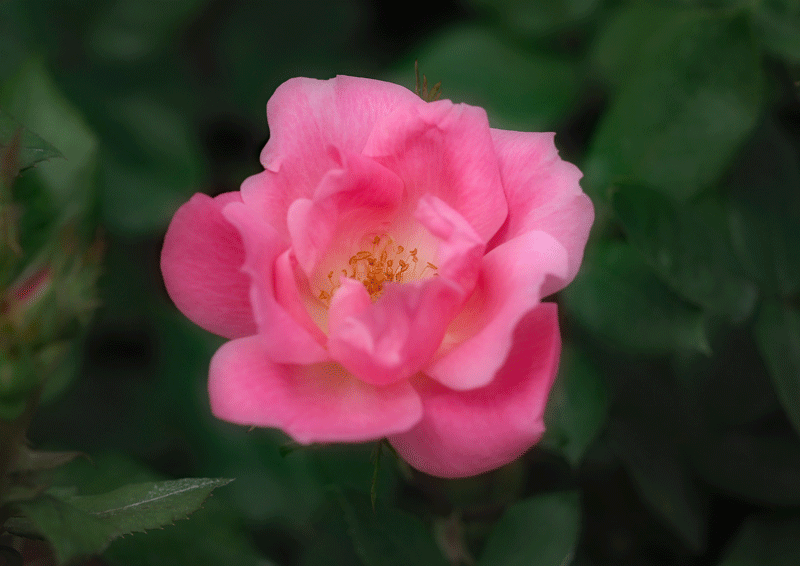 d0290240_03504154.gif