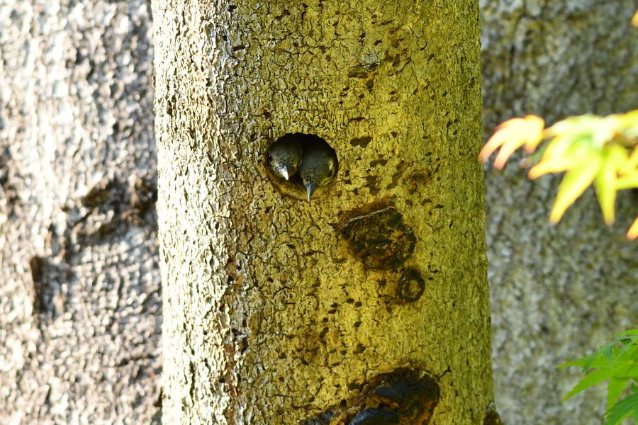 e0362140_21273325.jpg