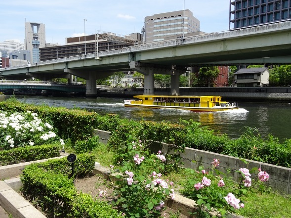 中之島公園のバラ園_b0299042_12122463.jpg