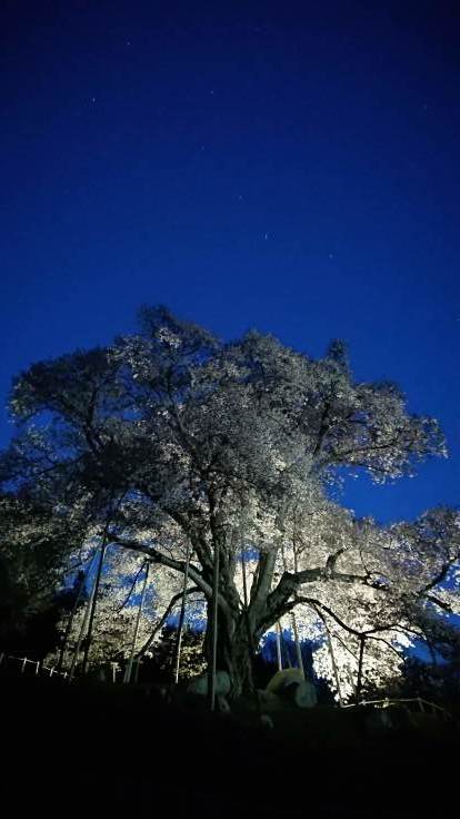 越代の桜　＠福島県古殿町_f0048546_00273625.jpg