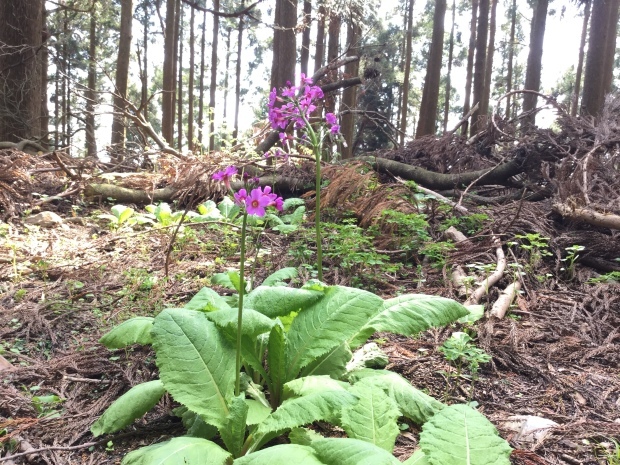 愛宕山　首なし地蔵様往復_c0073152_23344899.jpg