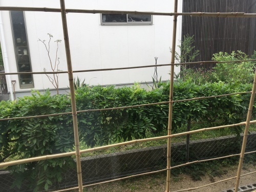 a0152454_14382092.jpeg