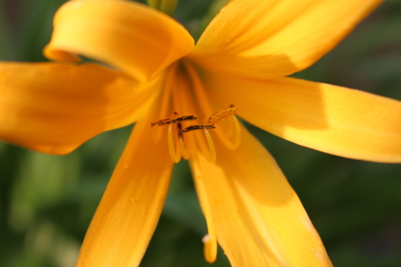 禅庭花 ゼンテイカ ひげ爺の花便り