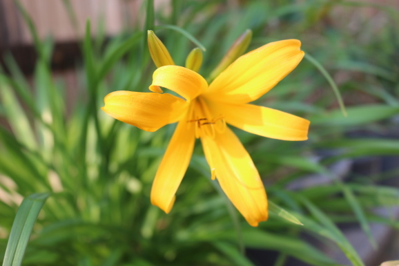 禅庭花 ゼンテイカ ひげ爺の花便り