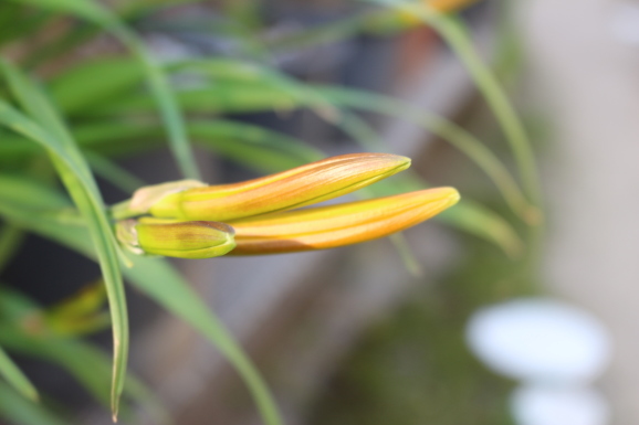 禅庭花 ゼンテイカ ひげ爺の花便り
