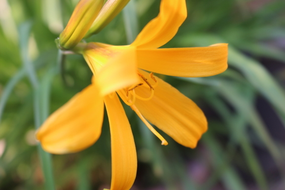 禅庭花 ゼンテイカ ひげ爺の花便り