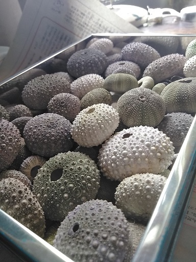 c0172261_06184960.jpg