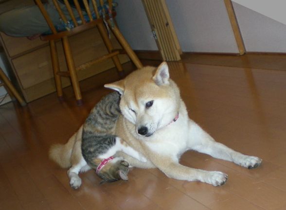 ’19,5,18(土)こころちゃんと柴犬の愛ちゃんの絆!_f0060461_10380111.jpg