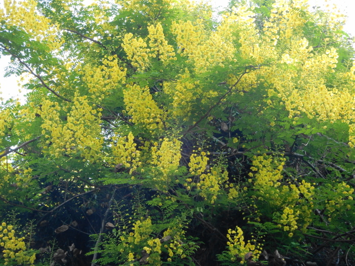 c0143772_15485910.jpg
