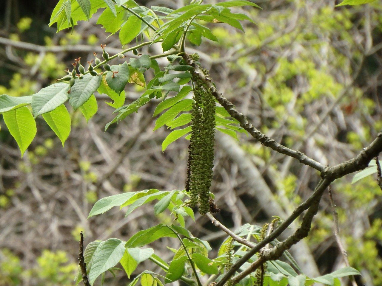 d0054276_20371939.jpg