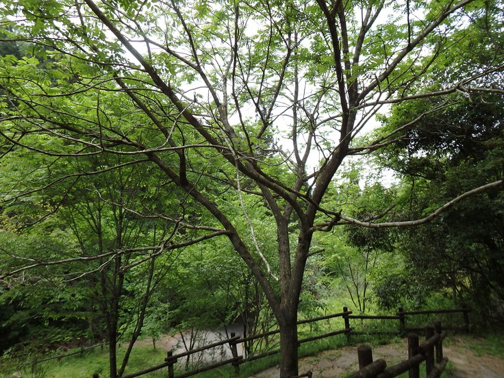 d0054276_20373946.jpg