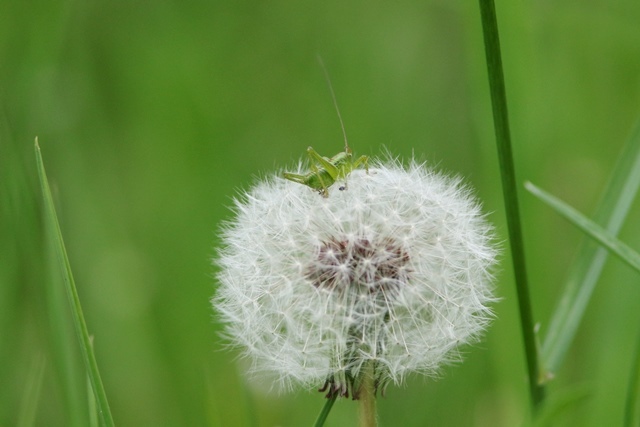 花 と 虫　（８）_e0398277_00181374.jpg