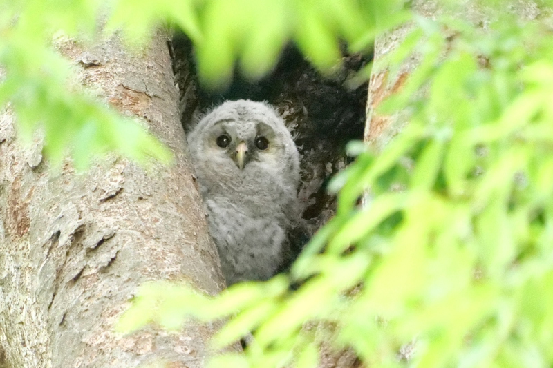 ムロにフクロウの子供 暇つぶしの瞬間 ムロにフクロウの子供 暇つぶしの瞬間