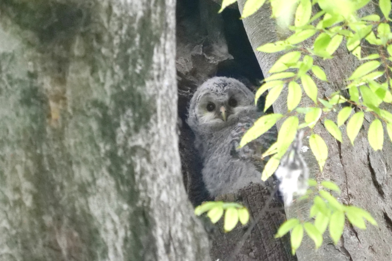ムロにフクロウの子供 暇つぶしの瞬間