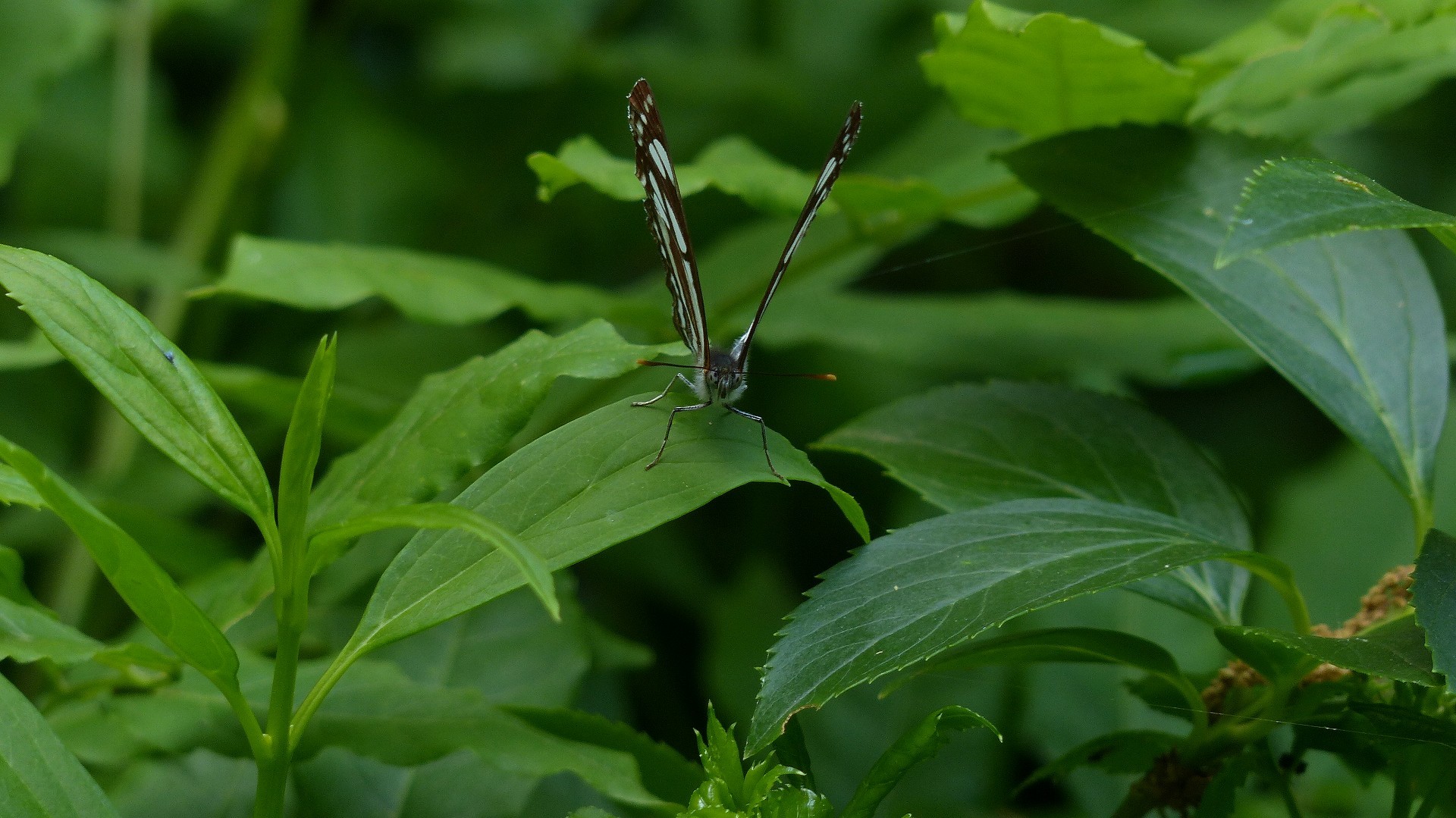 a0185081_19224890.jpg