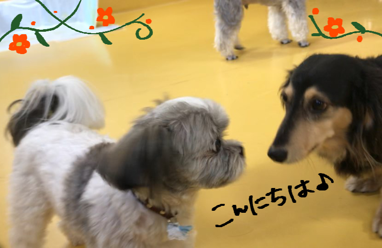 なでなで(*\'ω\'*)_f0357682_17144061.jpg