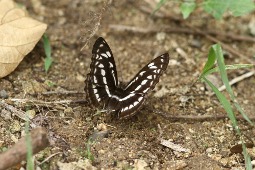 コノハチョウ　　石垣島を訪ねて③_d0353091_08532480.jpg