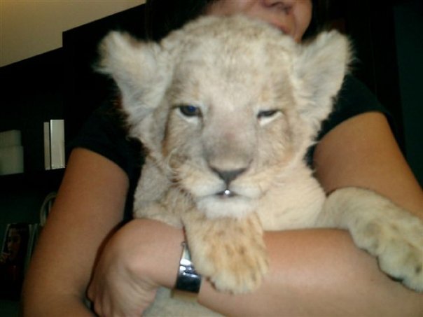 小川直也さん&Baby Lion_d0116799_15013793.jpg