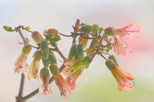 子宝草（カランコエ）の花、３枚目_c0061503_17225988.jpg