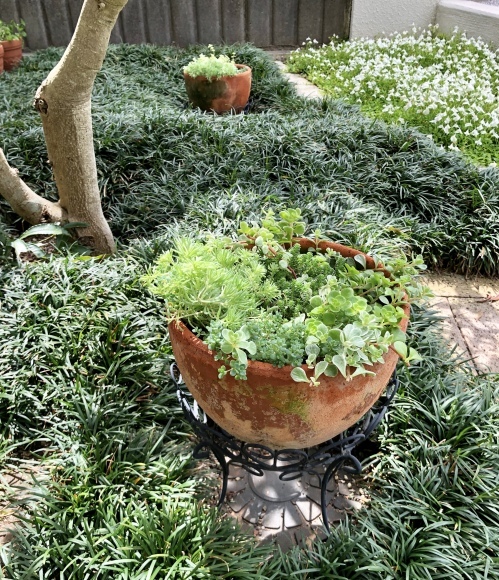 セダムの寄せ植え 笑わせるなよ泣けるじゃないか2