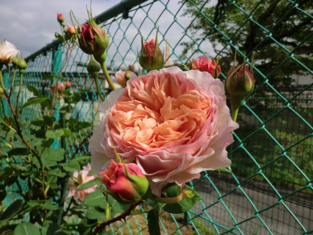 f0173908_08321339.jpg